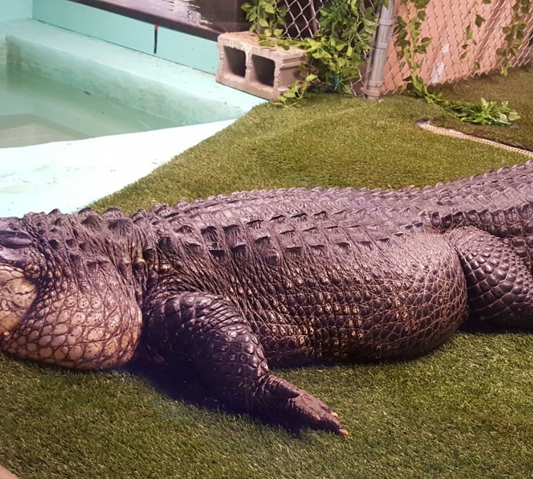 alligator-photo
